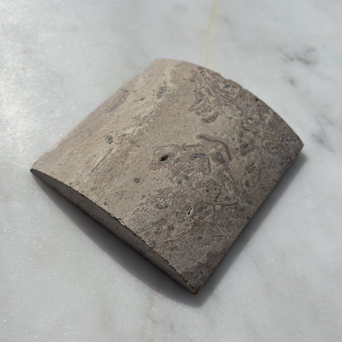 Noce Travertine Wide Convex Flute